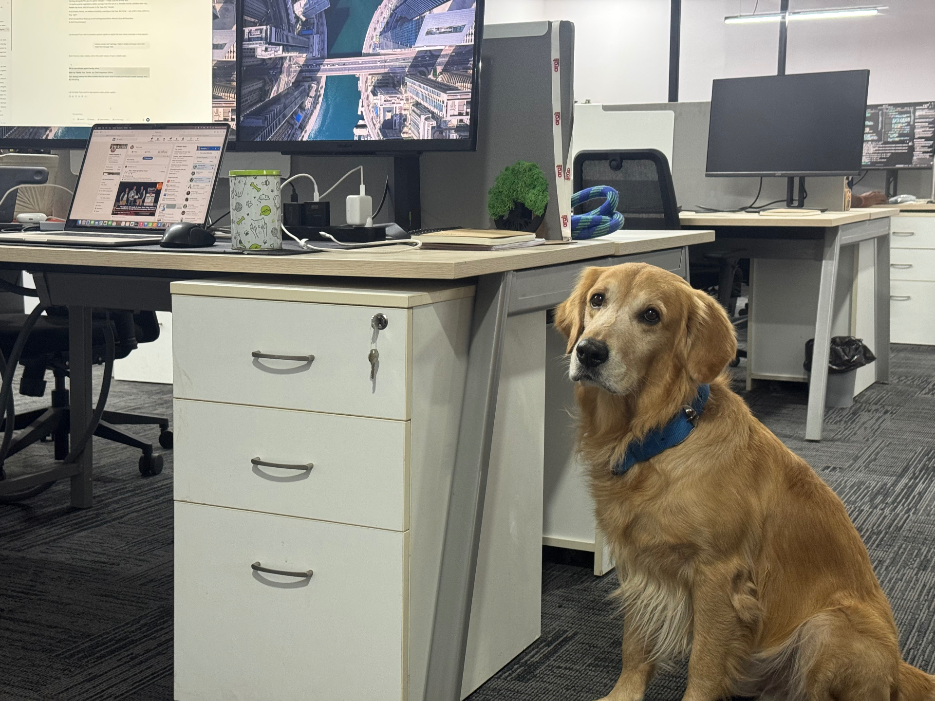 Denver, the golden retriever and Chief Happiness Officer