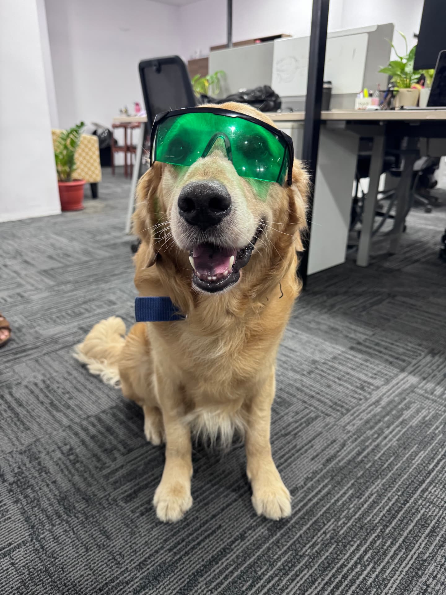 Denver wearing safety goggles around the office